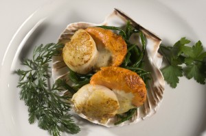 scallops1